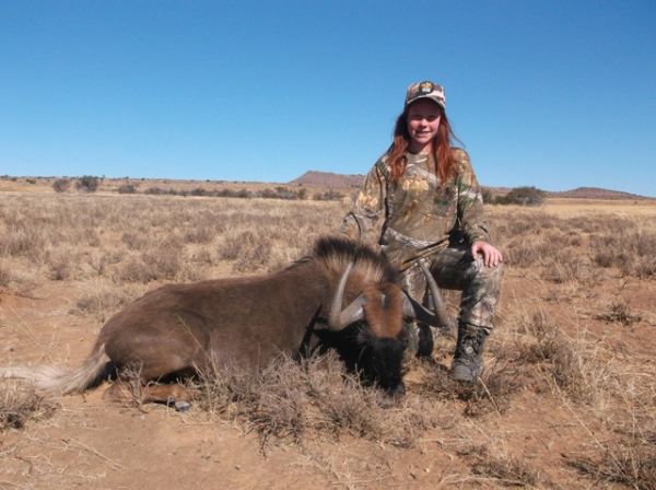 south africa hunting safari black wildebeest female