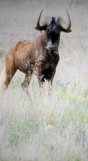 black_wildebeest_stirling_12sep15_4.jpg