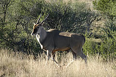 Eland in veld