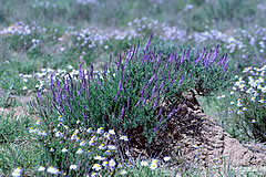 Hunting scenery at Richard Holmes Safaris - flowers in veld