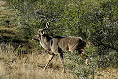 Kudu in veld