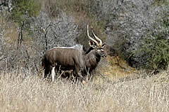 Nyala in veld