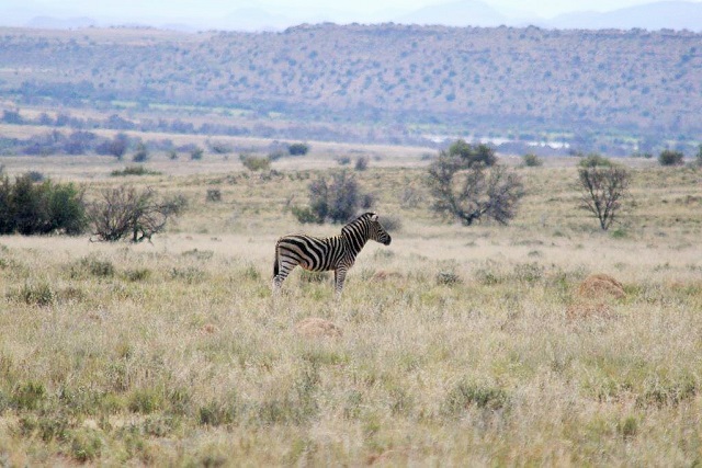 zebra_burchells_stallion.jpg