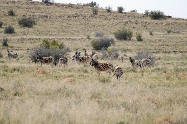 zebra_herd.jpg