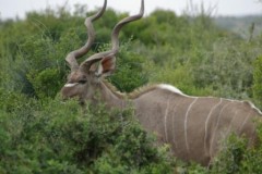 kudu_snip_imgp0423.jpg