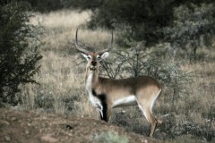 lechwe_bw.jpg